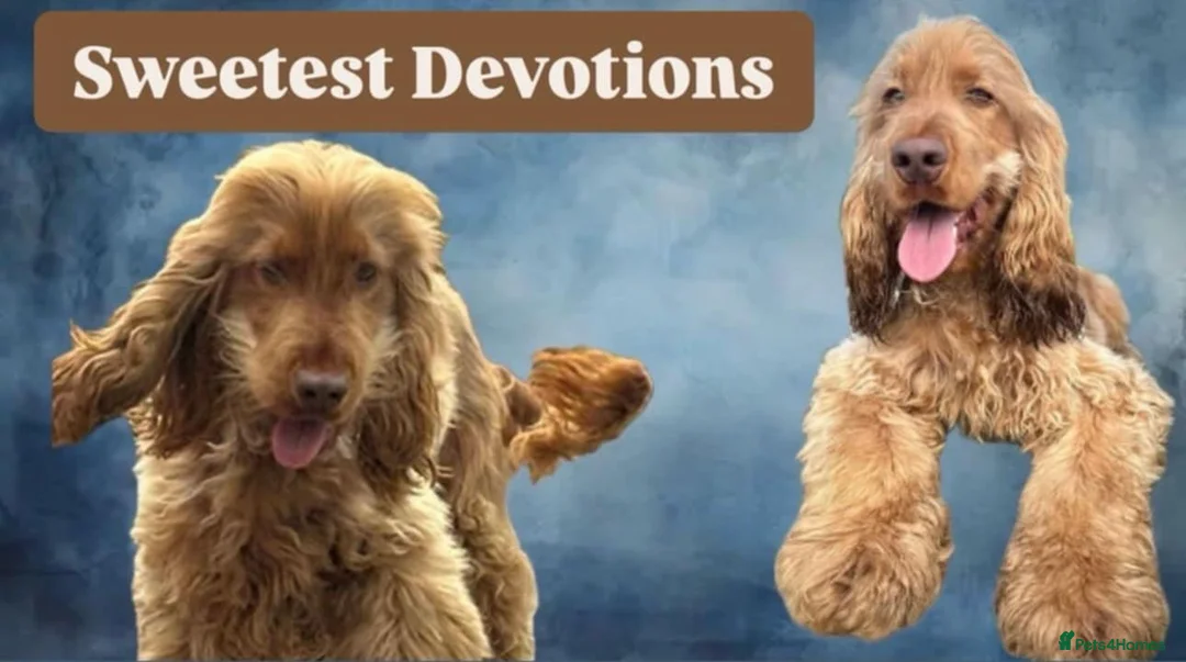 Cocker Spaniel dogs for sale: Beautiful 5 Chocolate and Tan cocker spaniels  - Advert 8
