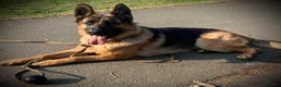 German Shepherd dogs for sale: German shepherd puppies - Advert 8