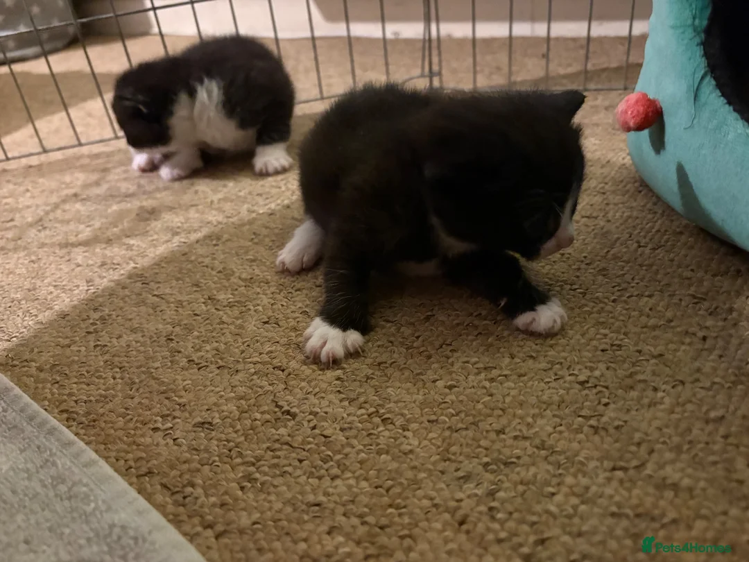 Mixed Breed cats for sale: Kittens for sale  - Advert 4