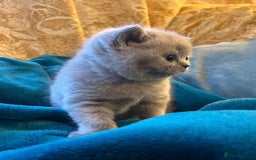 British Shorthair cats for sale: 4 beautiful lilac and blue kittens. - Advert 8