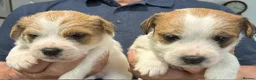 Jack Russell dogs for sale: K.C Registered Jack Russell puppies - Advert 7