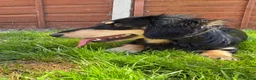 Miniature Dachshund dogs for sale: Long Haired Miniature Dachshund  - Advert 6