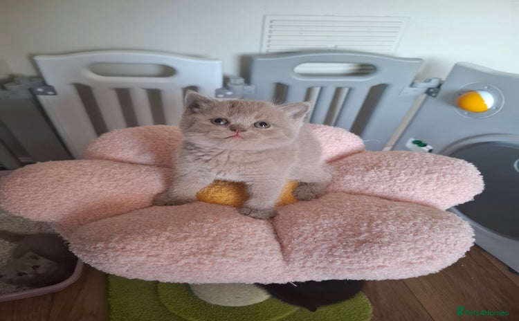 British Shorthair cats in Swadlincote - Advert 7