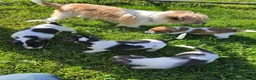 Jack Russell dogs for sale: Rough Coated Pure Bred Jack Russell  - Advert 6