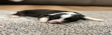 Australian Shepherd 2