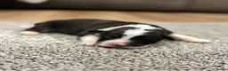 Australian Shepherd dogs for sale: 7 stunning Australian Shepards  - Advert 25