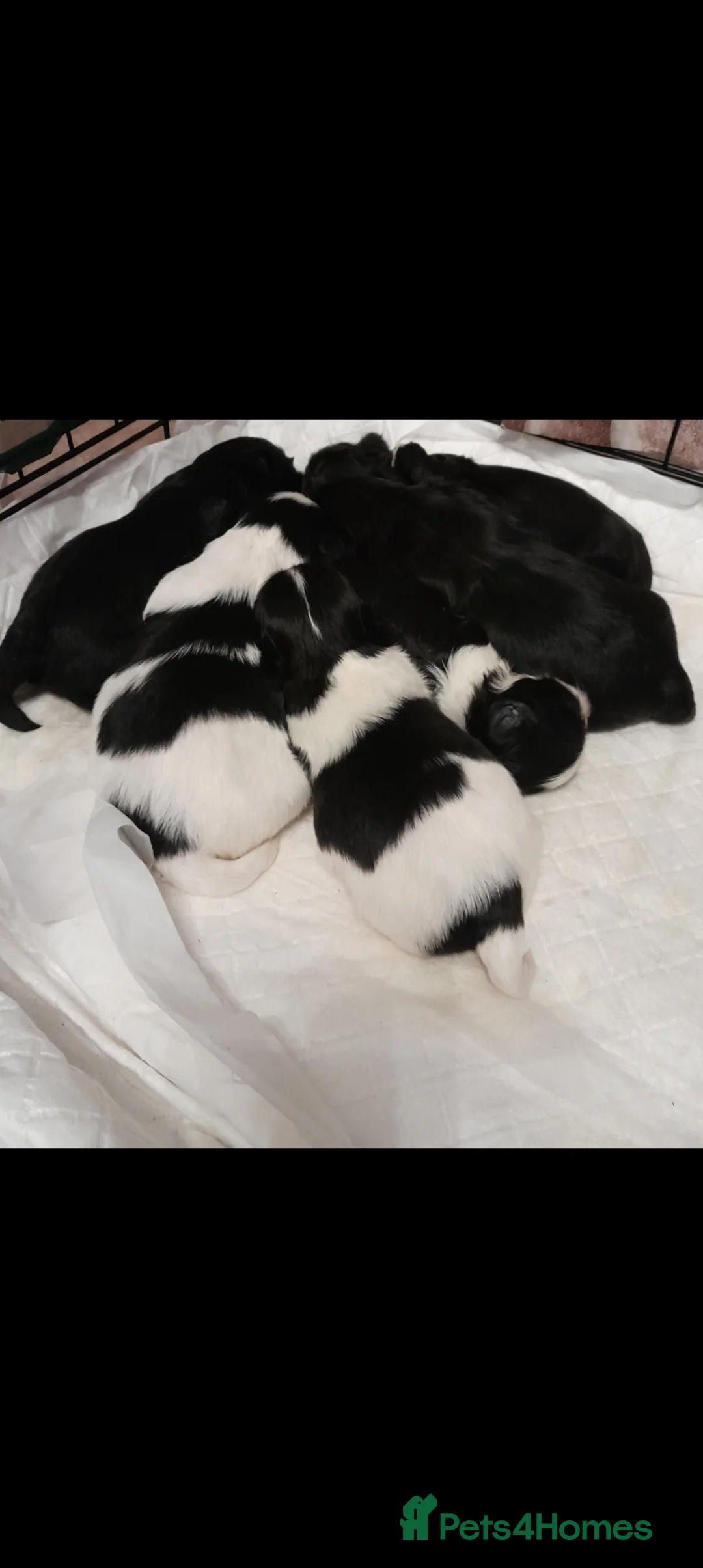 Shih Tzu dogs for sale: Shih Tzu puppies  - Advert 2