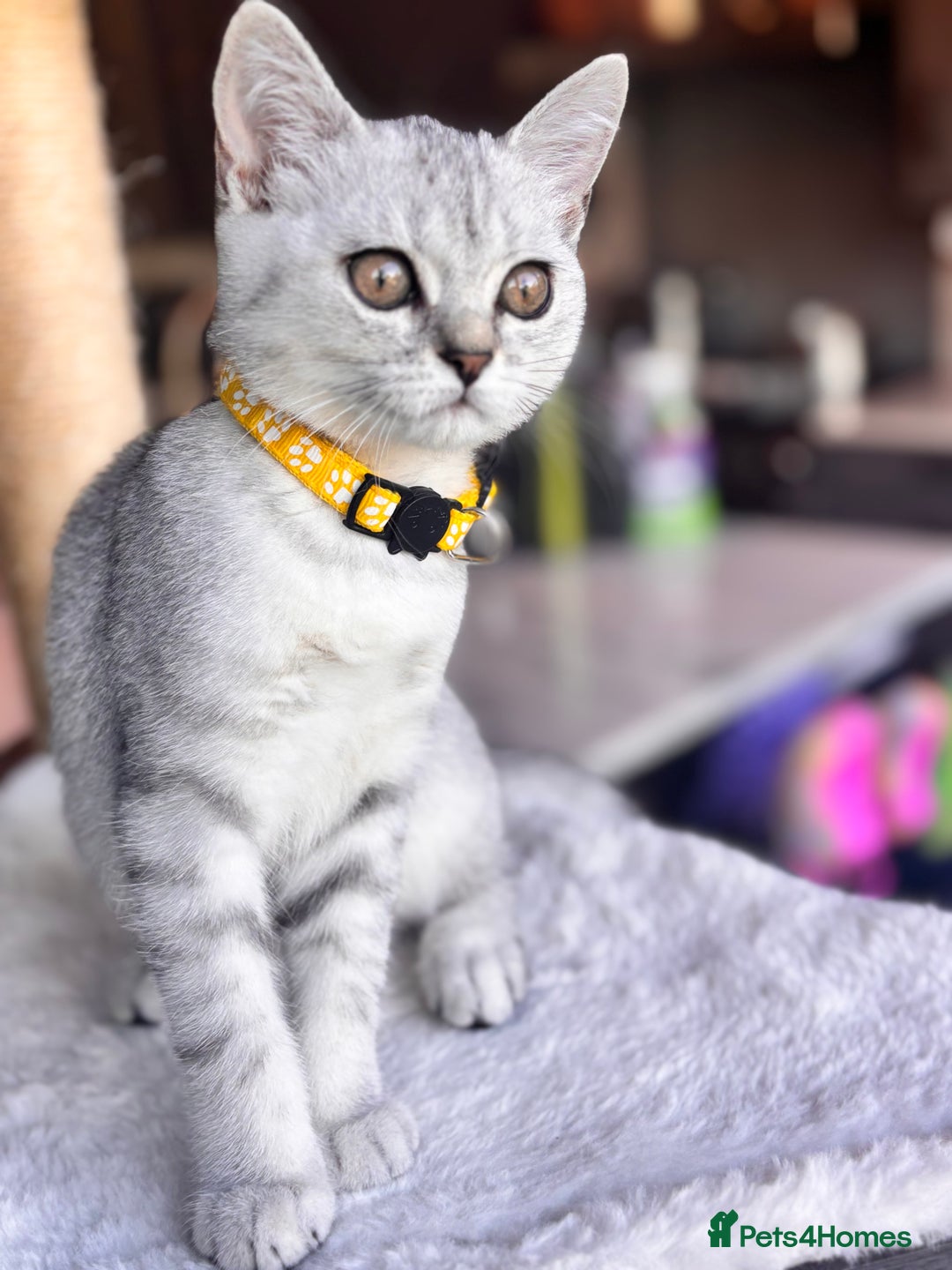 British Shorthair cats for sale: 🐾🌟 Stunningly Rare Silver Tipped (ns12) BSH 🌟🐾 - Image 9