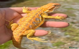 Bearded Dragon reptiles for sale: Stunning hypo bearded dragons - Image 6