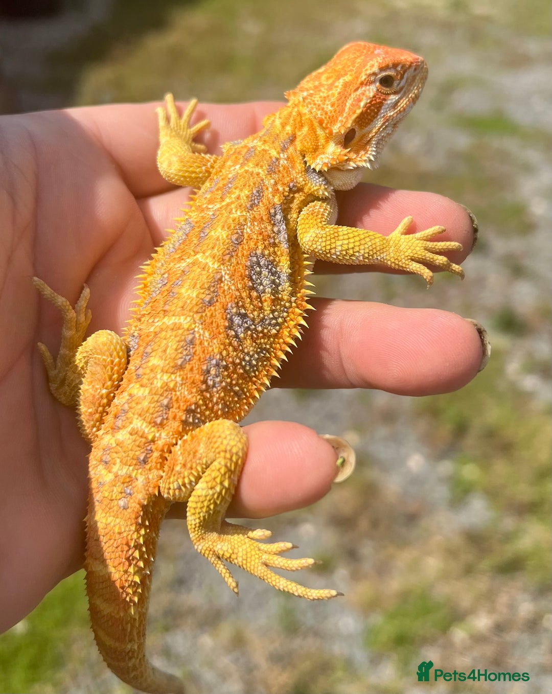 Bearded Dragon reptiles for sale: Stunning hypo bearded dragons - Image 6
