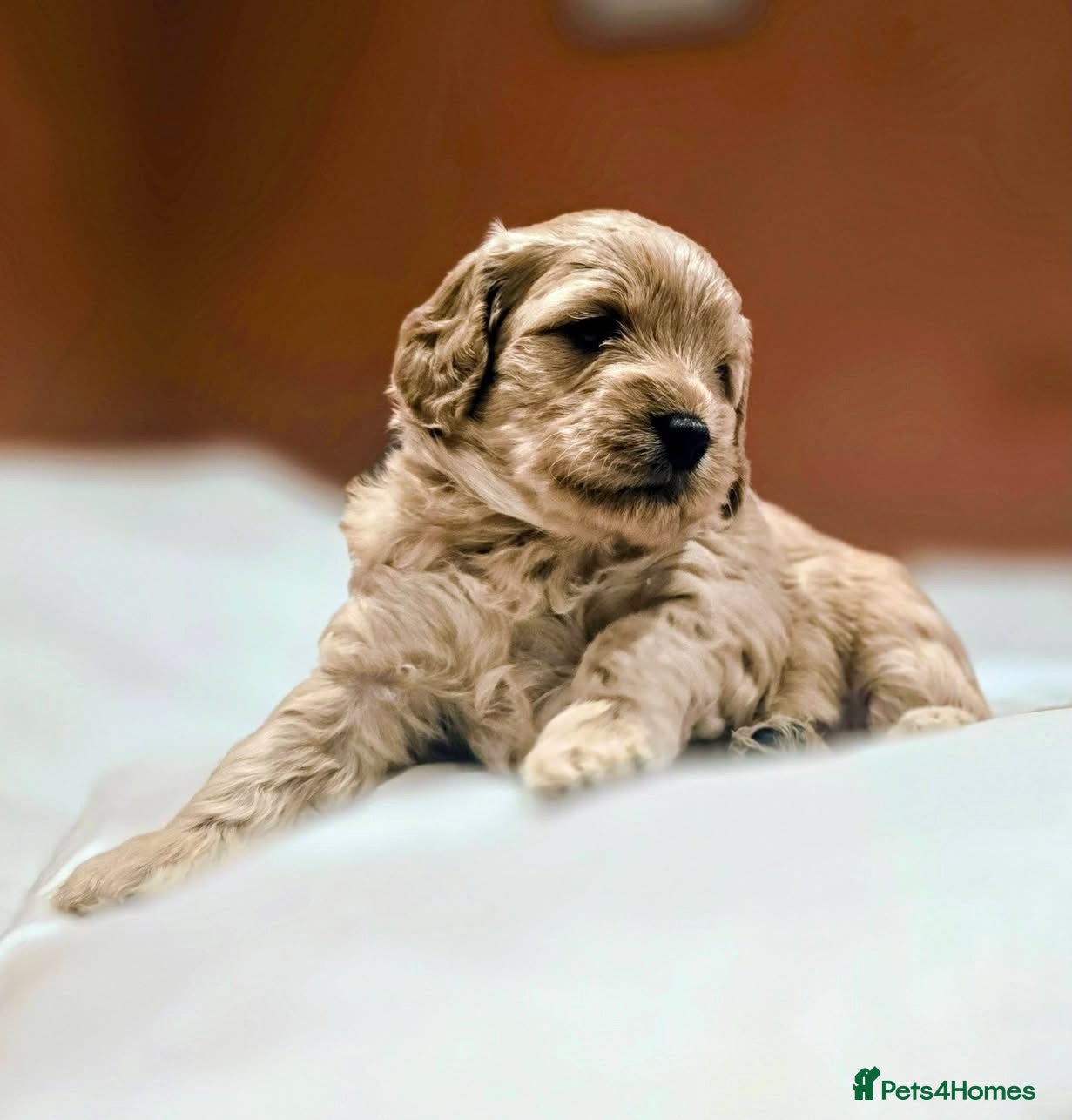 Cockapoo dogs Beautiful F1B cockapoo's  - Advert 2