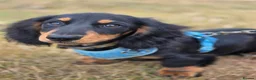 Miniature Dachshund dogs for sale: Miniature long haired black and tanned dachshund  - Advert 5