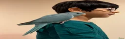 Ringnecks birds for sale: Blue Indian Ringneck Parrot Hand Tame in Birmingham - Advert 8