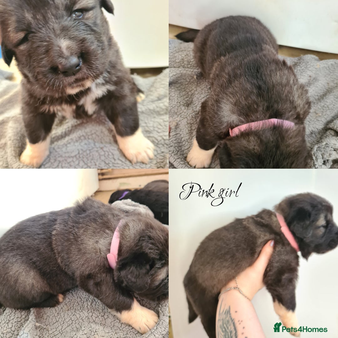 Caucasian Shepherd Dog dogs for sale: Caucasian ovcharka puppies  - Image 8