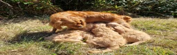 Cavapoo dogs for sale: Cuddly Cavapoos Ready Now! - Advert 2