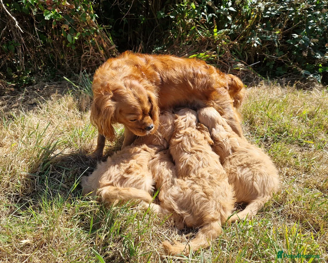 Cavapoo dogs for sale: Cuddly Cavapoos Ready Now! - Advert 2