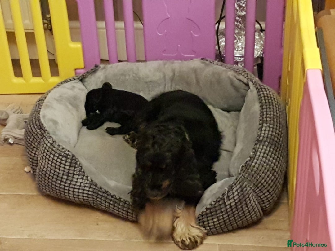 Cocker Spaniel dogs for sale: Adorable cocker spaniel Bitch - Advert 7