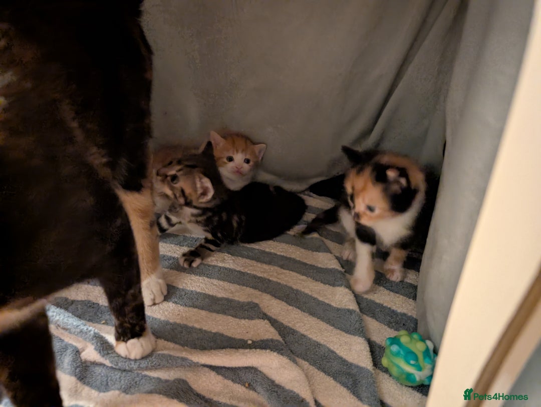 Mixed Breed cats for sale: 4 kittens looking for new home - Advert 2