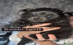 Pomeranian dogs for sale: 😍😍😍 beautiful pom pups 😍😍😍 - Image 3