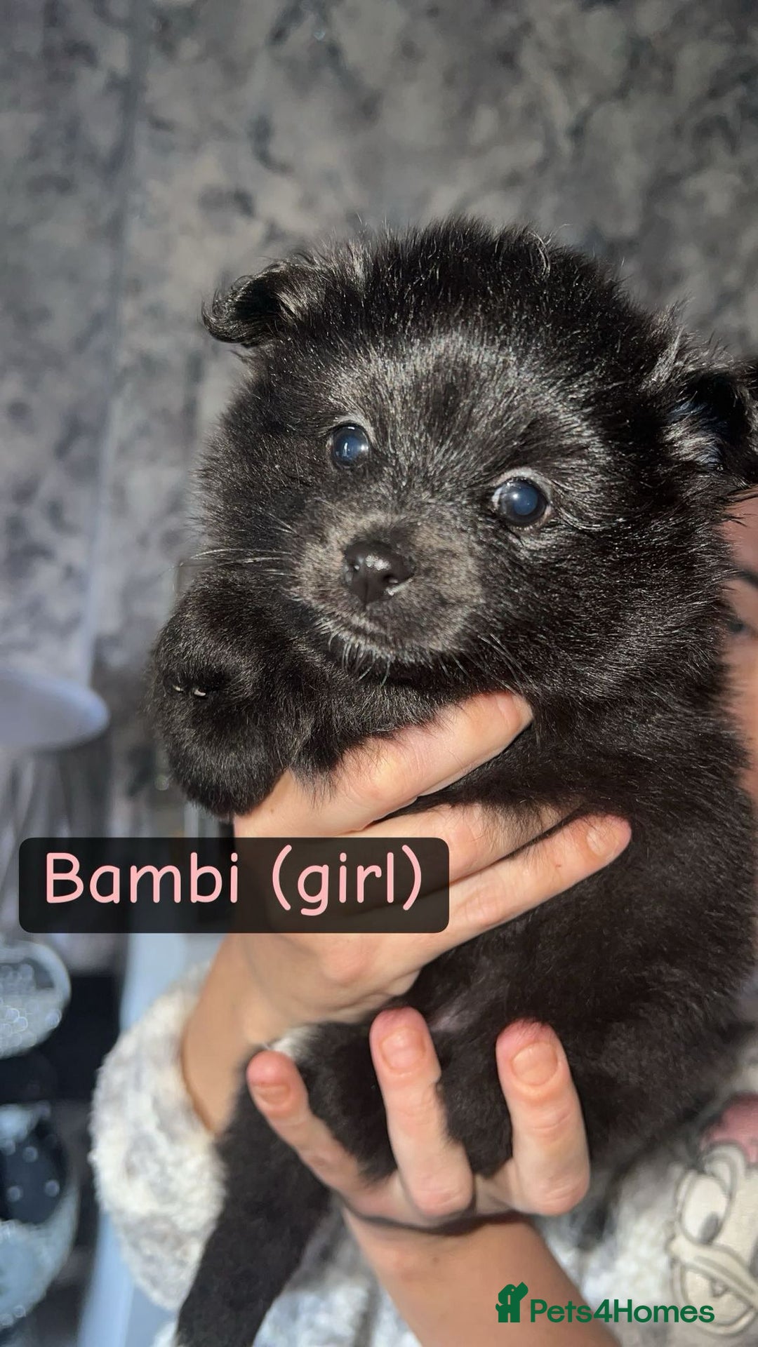 Pomeranian dogs for sale: 😍😍😍 beautiful pom pups 😍😍😍 - Image 3