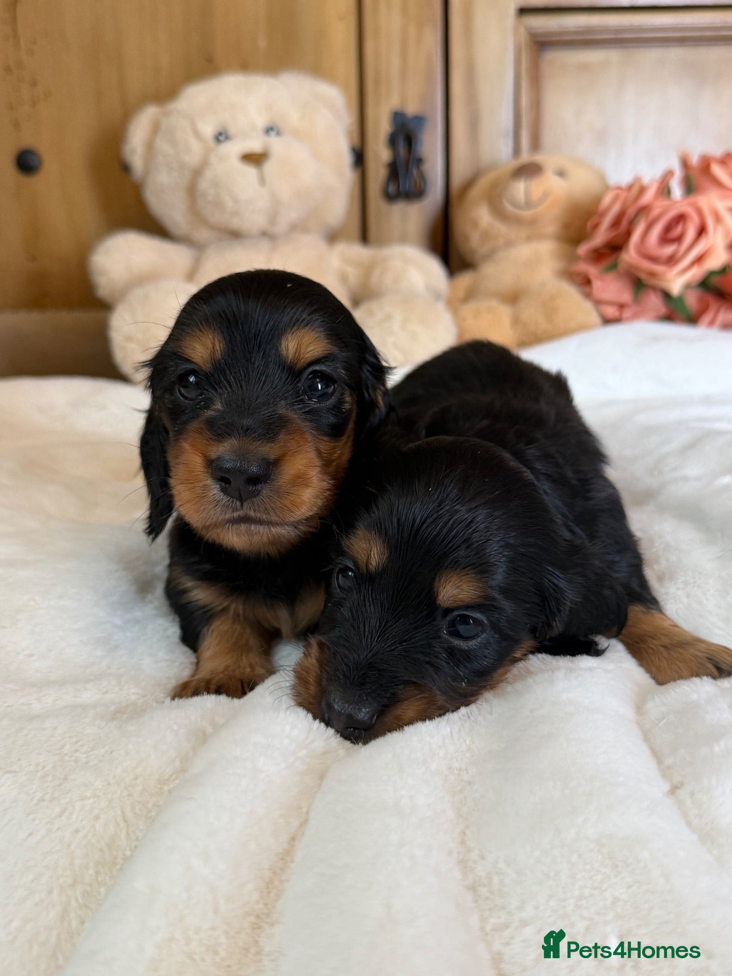 Miniature Dachshund dogs Beautifully Bred Miniature Longhaired Dachshunds - Advert 2
