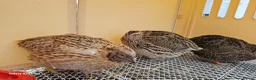 Mixed Breed birds for sale: Coturnix Quails  in Lincoln - Advert 3