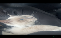 Ragdoll cats for stud: BIG beautiful GCCF & TICA Active Ragdoll Stud! in London - Image 6