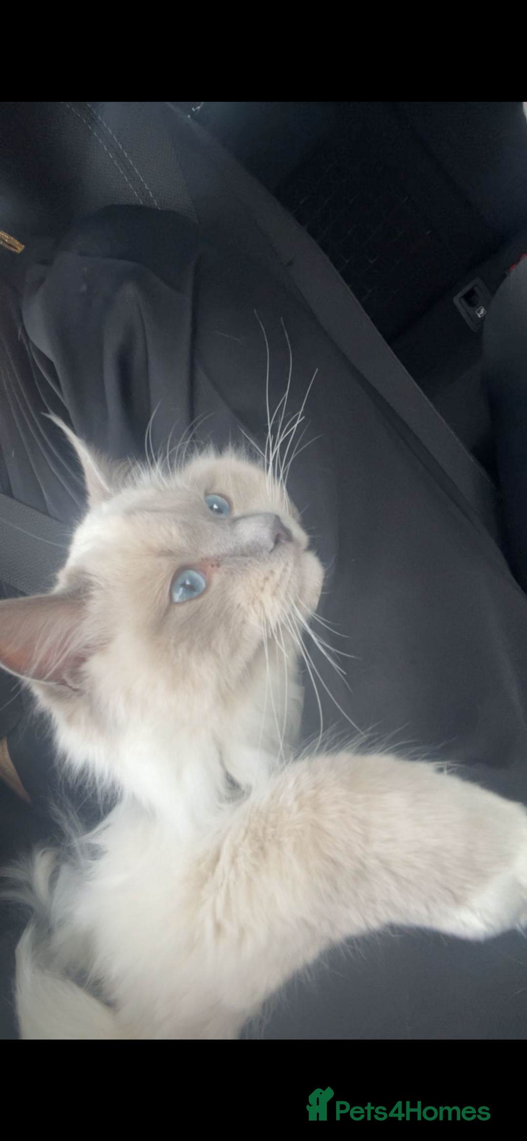 Ragdoll cats for stud: BIG beautiful GCCF & TICA Active Ragdoll Stud! in London - Image 6