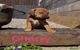 Mixed Breed dogs for sale: Stunning DNA heath test Collie x Hungarian Viszla - Image 8