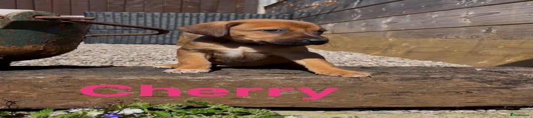 Cherry