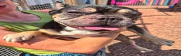 French Bulldog dogs for adoption: Ted - In Ayr Looking for a home  - Advert 5