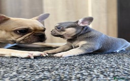 French Bulldog dogs for sale: Last French bulldog puppy - Image 11