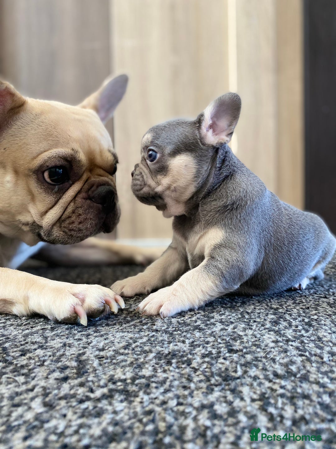 French Bulldog dogs for sale: Last French bulldog puppy - Image 11