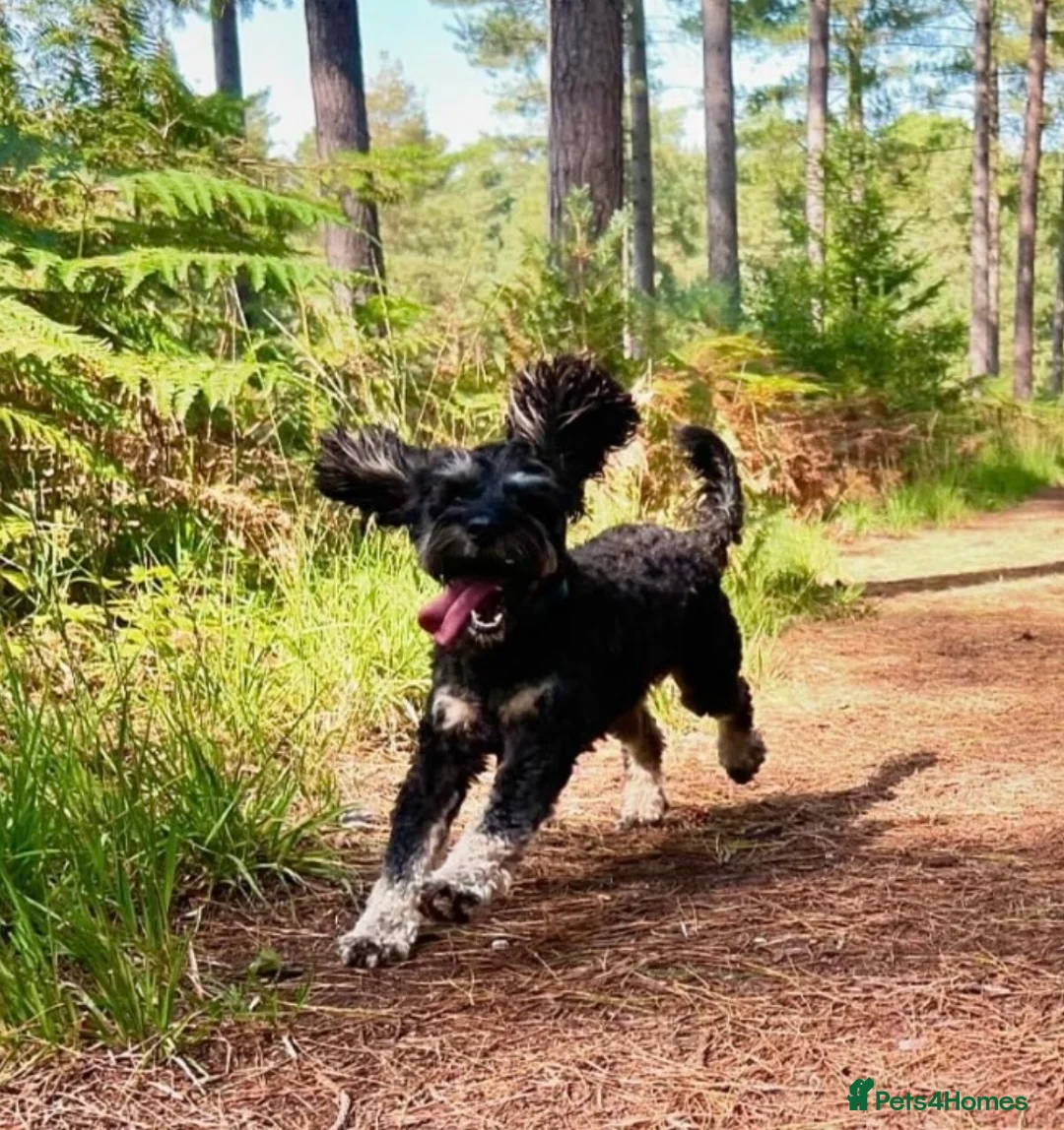 Cockapoo dogs for stud: F1 tri coloured phantom cockapoo for stud in Bournemouth - Advert 2