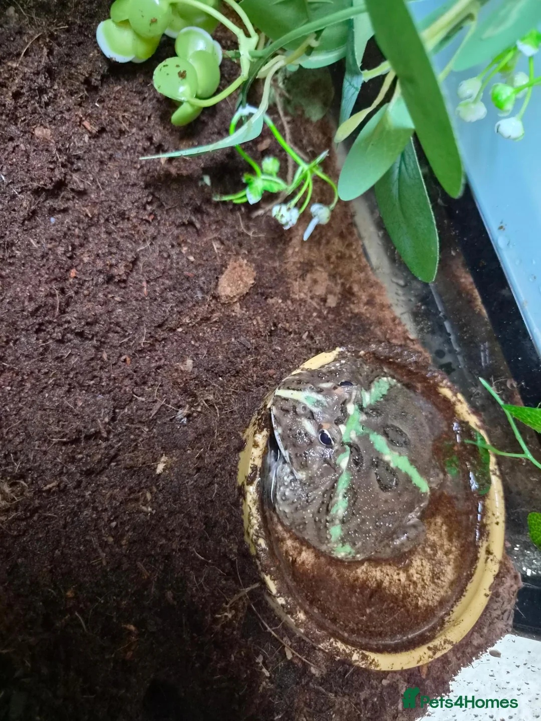 Frog reptiles for sale: Pacman frog and full set up in Saltash - Advert 7