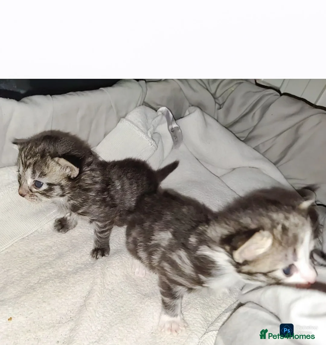 Mixed Breed cats for sale: mixed munchkins  - Advert 2
