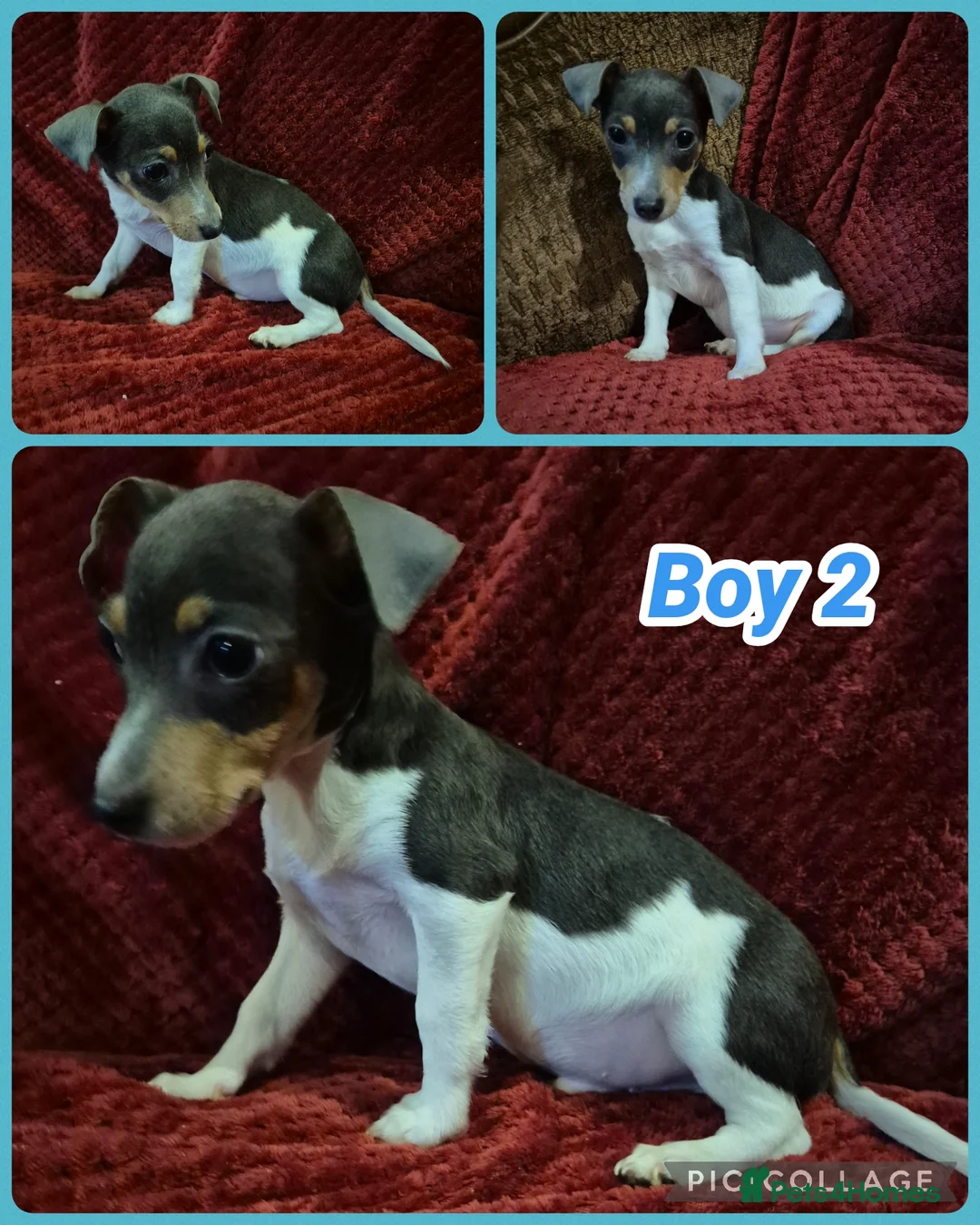 Jack Russell dogs for sale: 1 blue tri jack russel boy puppy now available - Advert 5