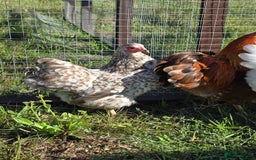 Chickens poultry for sale: Wyandotte Bantams  - Image 10