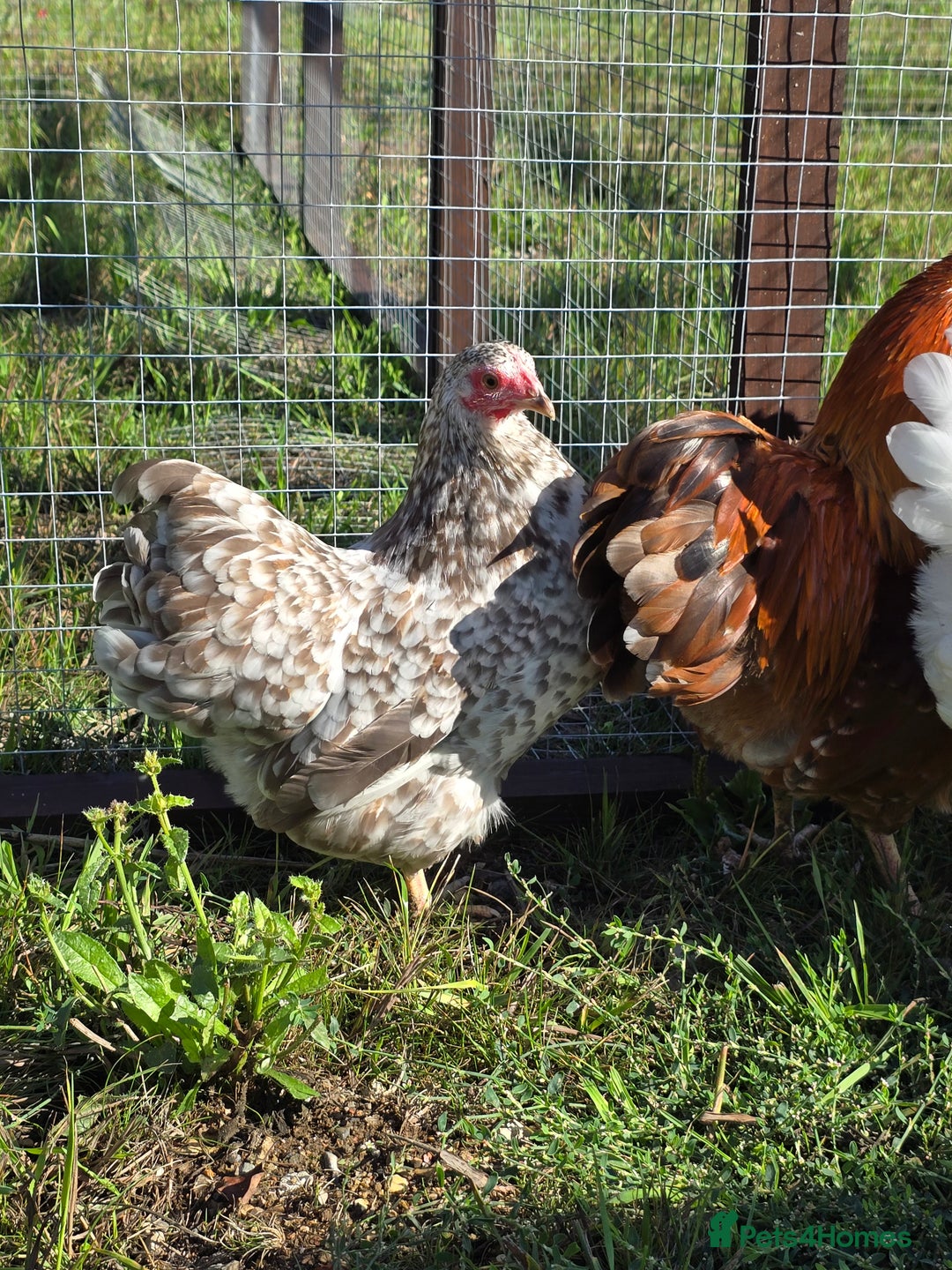 Chickens poultry for sale: Wyandotte Bantams  - Image 10