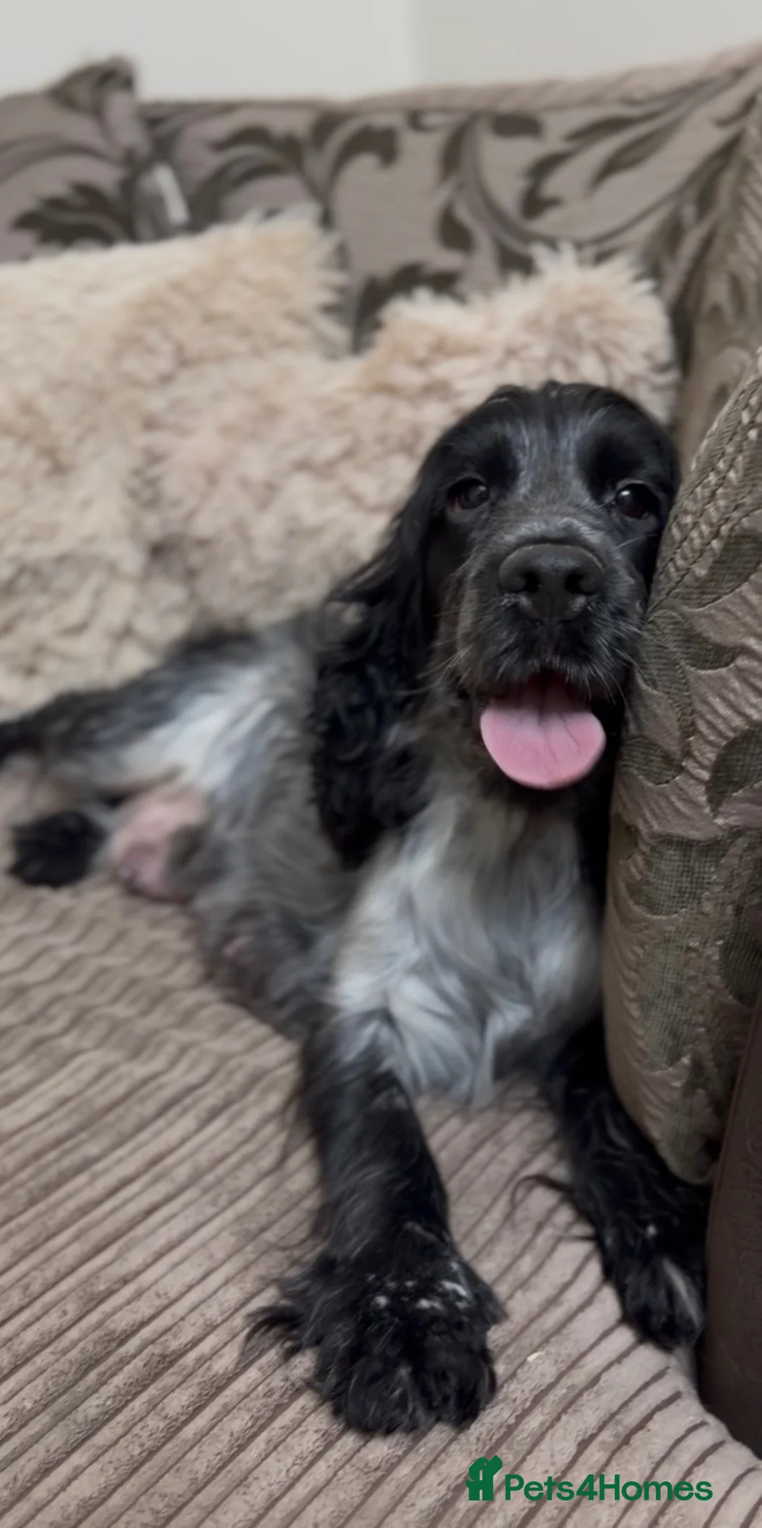 Cocker Spaniel dogs for sale: Gorgeous show type cocker spaniel puppies - Advert 28