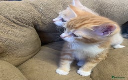 British Shorthair cats for sale: 2 X BOY KITTENS, READY NOW!! 8 WEEKS OLD, - Image 6