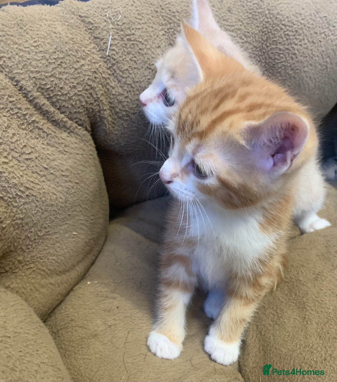 British Shorthair cats for sale: 2 X BOY KITTENS, READY NOW!! 8 WEEKS OLD, - Image 6