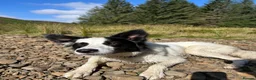 Border Collie dogs for sale: Chase in Barnsley - Advert 5