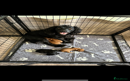 Cocker Spaniel dogs for sale: 1 male cocker spaniel puppy - Image 3