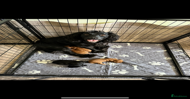 Cocker Spaniel dogs - Advert 4