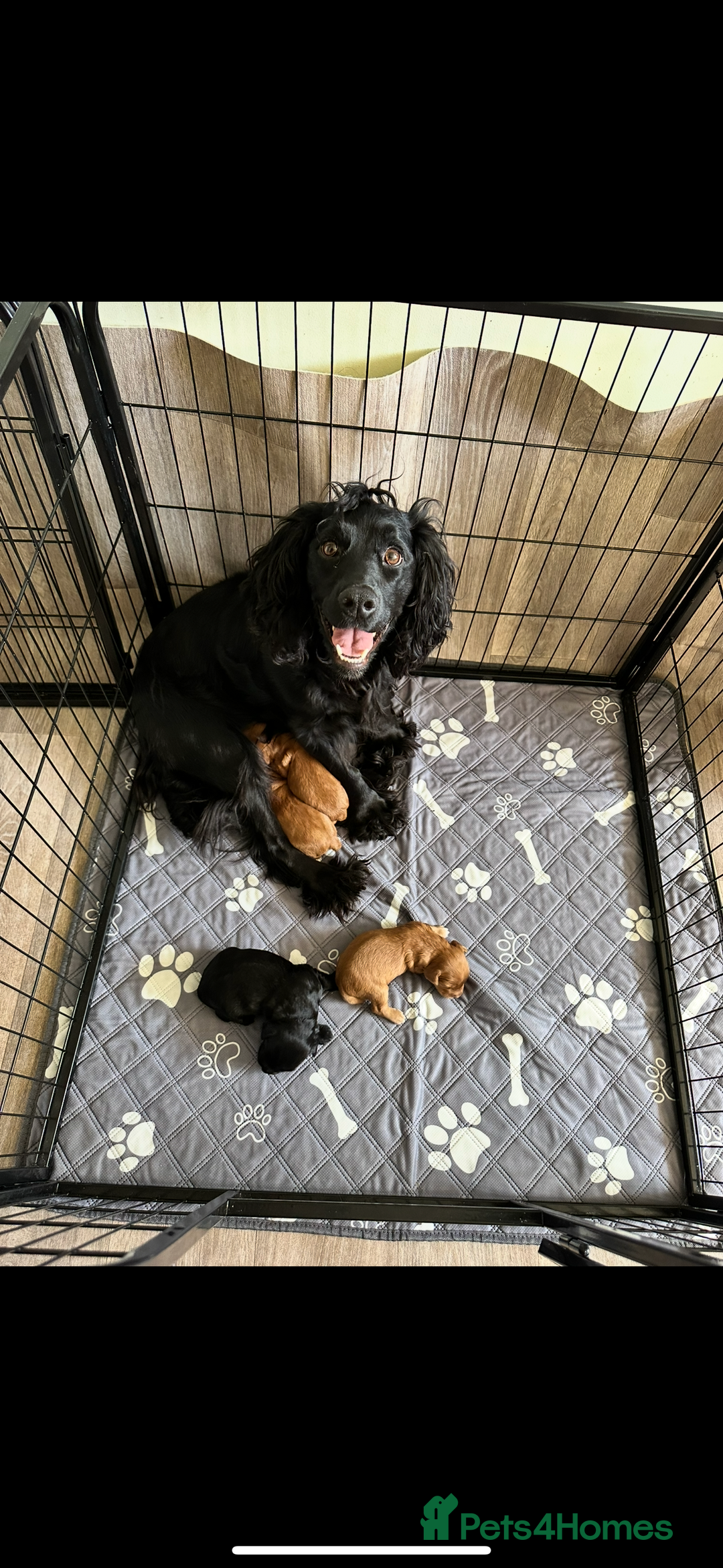 Cocker Spaniel dogs for sale: 1 male cocker spaniel puppy - Image 3