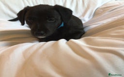 Mixed Breed dogs for sale: Bedlington x Whippet puppies - Image 2