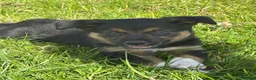 Mixed Breed dogs for sale: Lovely Border Collie x Australian Kelpie Pups   in Llanrwst - Advert 2