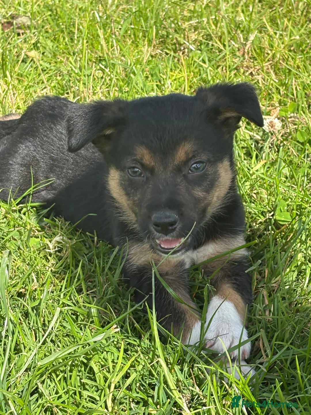 Mixed Breed dogs for sale: Lovely Border Collie x Australian Kelpie Pups   in Llanrwst - Advert 2