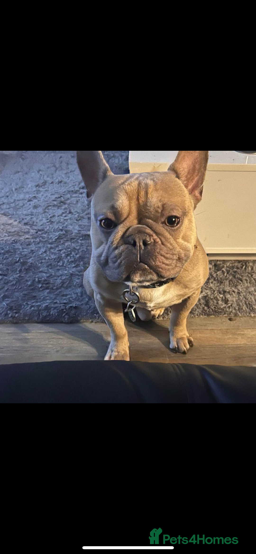 French Bulldog dogs for sale: French Bulldog Blue Fawn , Nico - Image 2